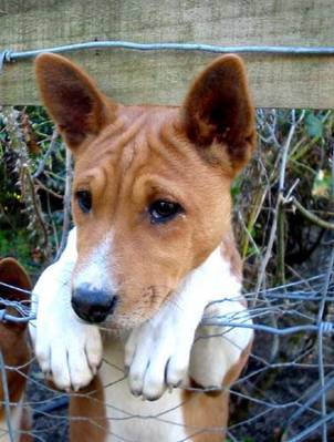 http://www.mynewsletterbuilder.com/ex/template_content_corner/ex45/images/basenji_pup.jpg