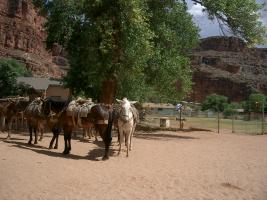 Havasupai Horses